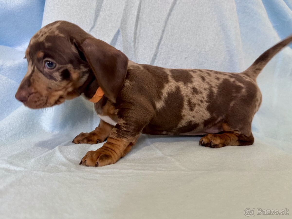 Jazvečík trpasličí hladkosrstý - 3