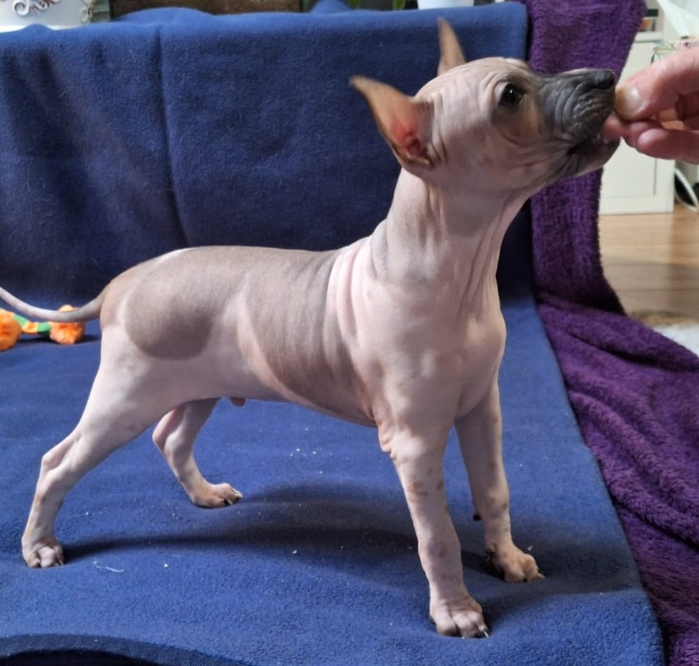 Americký bezsrstý teriér s PP FCI - 3