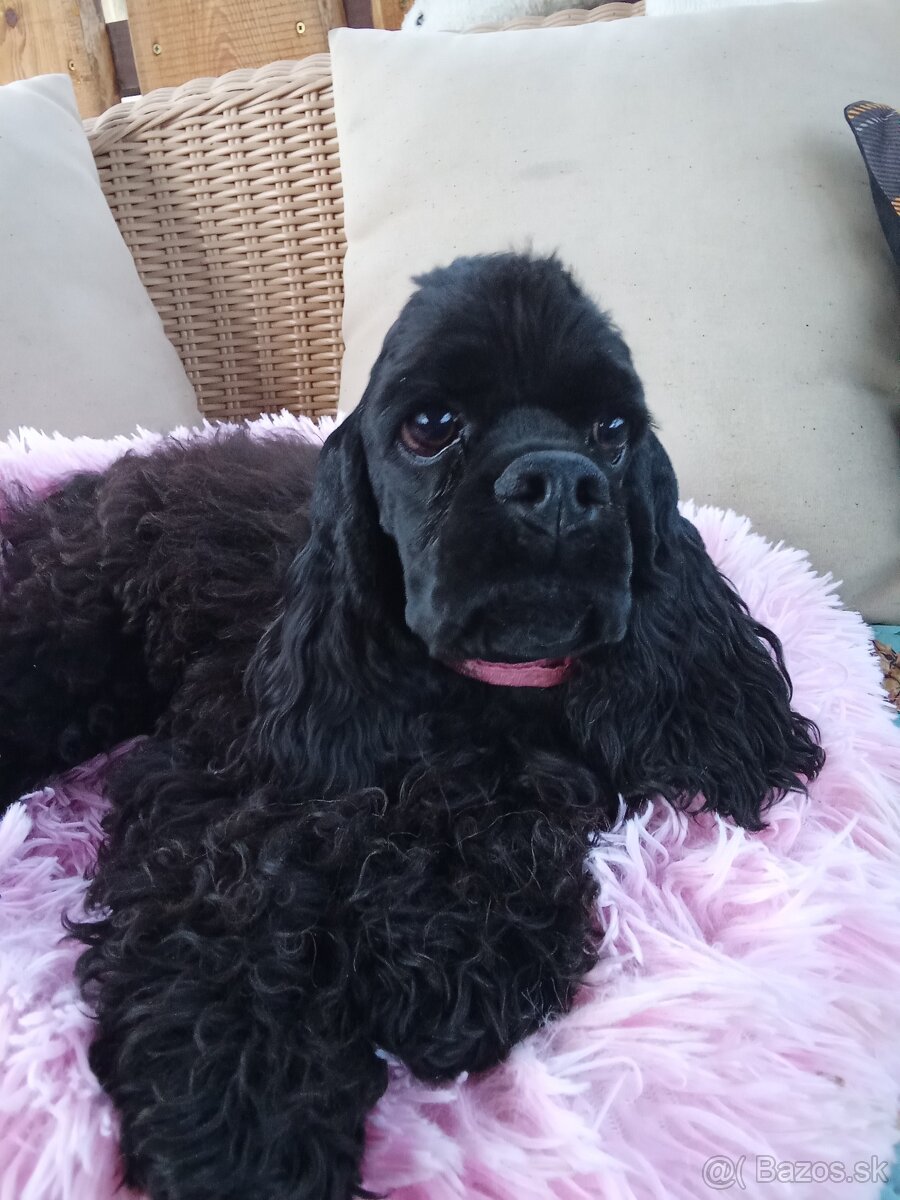 Americký kokeršpaniel/s pp - 3