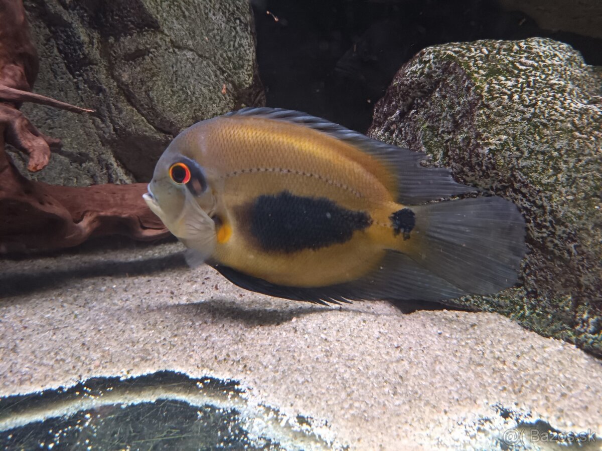 Uaru amphiacanthoides - 3