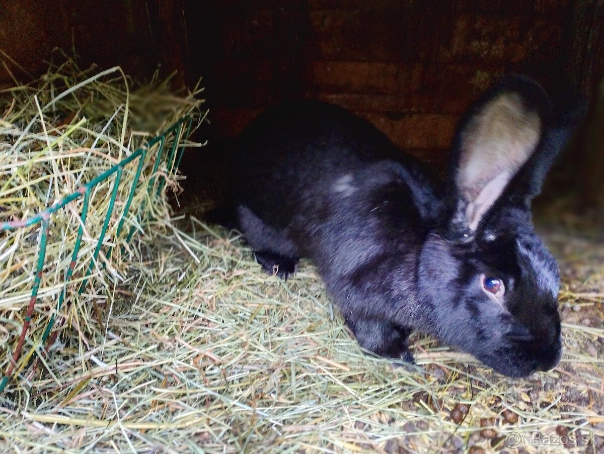 Belgický obor a Nos - 3