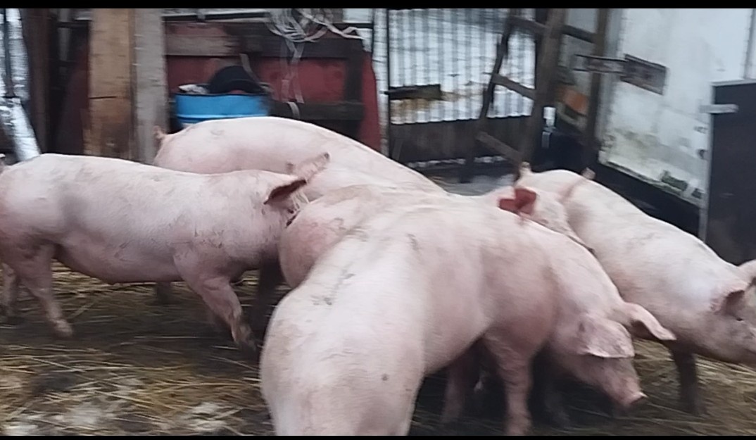 Predám ošípané - 3