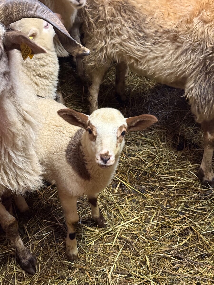 Predám jahňatá - 3