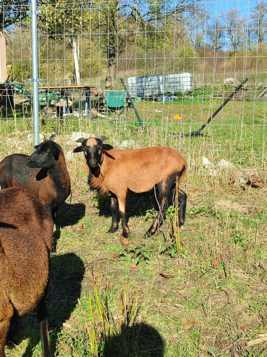 Baran kamerunský - 3