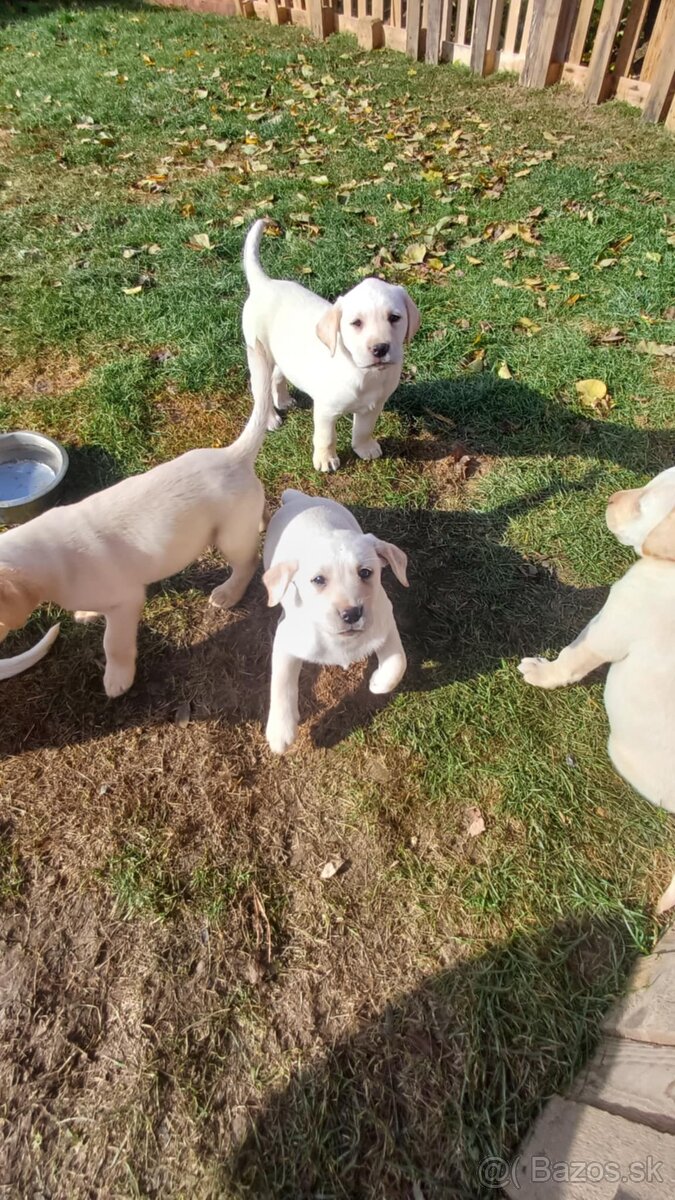 Šteňatá labrador čistokrvný - 3