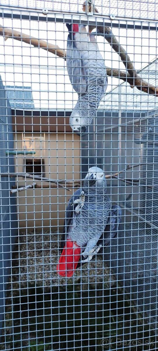 Žako kongo maznáčikovia - 3