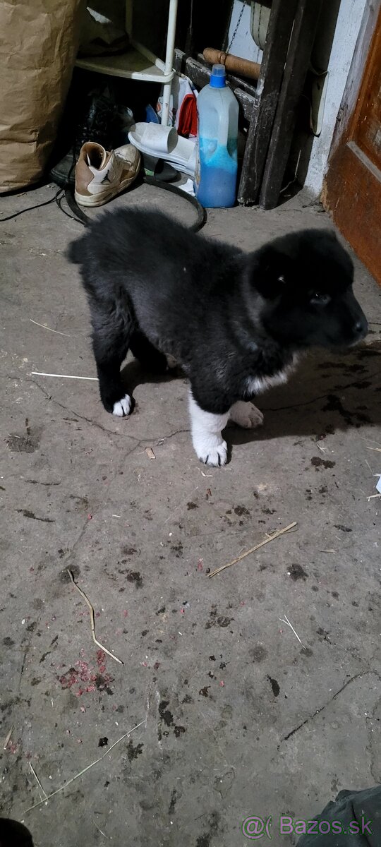 Stredoazijsky ovciak - 3