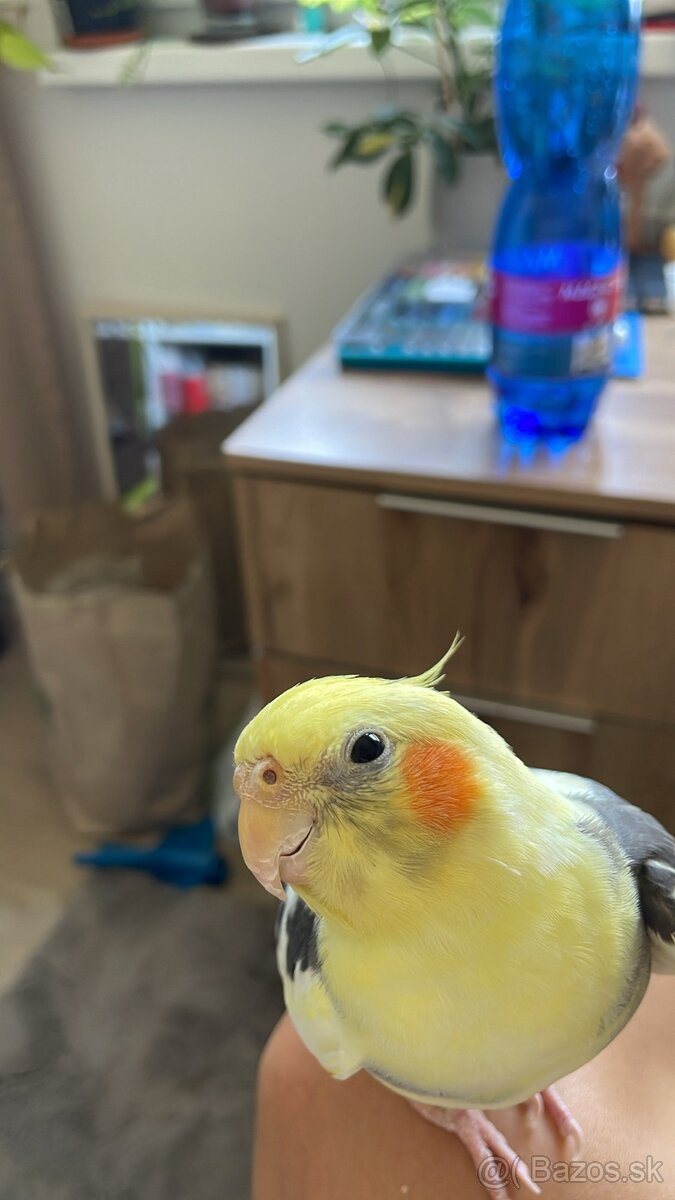 Hladam docasny domov pre korelu - 3