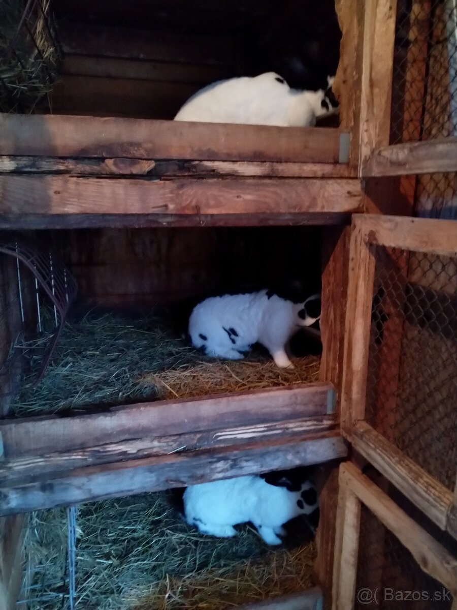 Nemecký obrovitý strakáč - 3