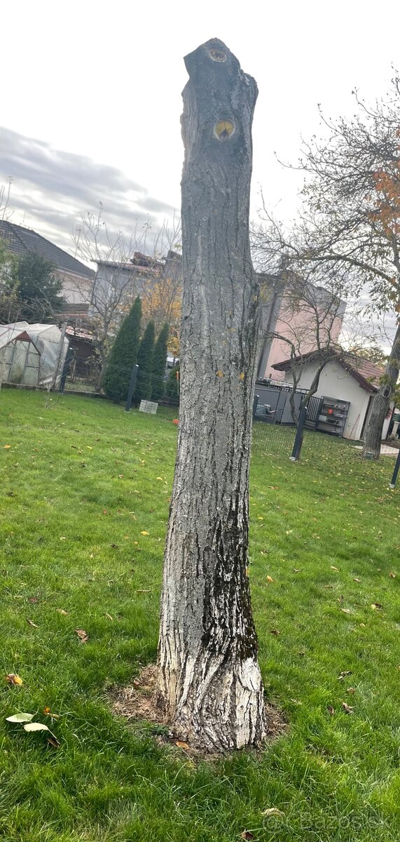 Orechové drevo - 3 ks (kmene) - 3