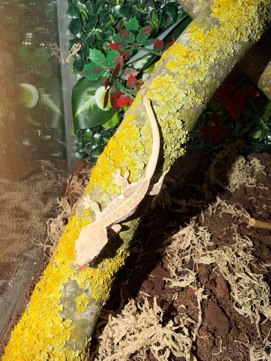 Pagekon riasnatý + Terárium - 3