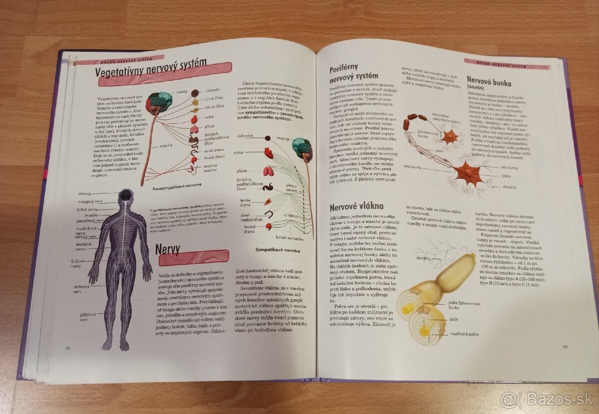 Zem, Ľudské telo Vedomosti v kocke NOVÉ - 3