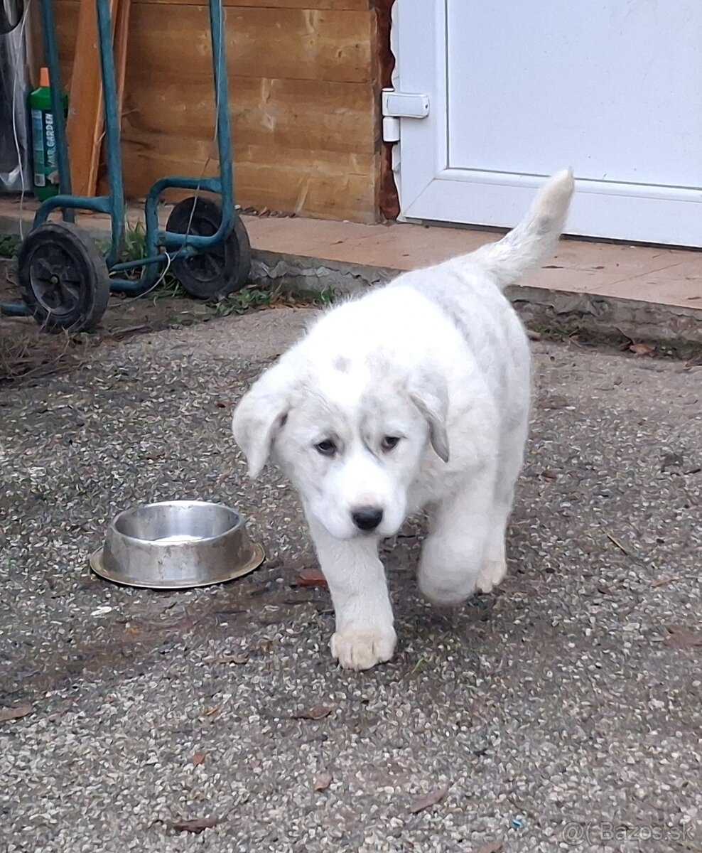 Stredoazijsky ovciak - 3