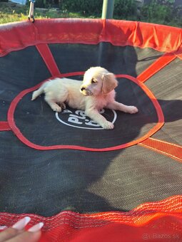 Zlatý retriever - 3