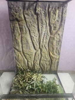 Terárium - 3