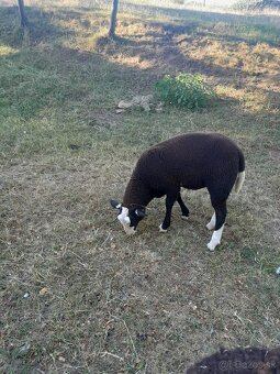 Zwartbles - 3