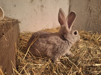 Predávam zakrslé králiky - 3