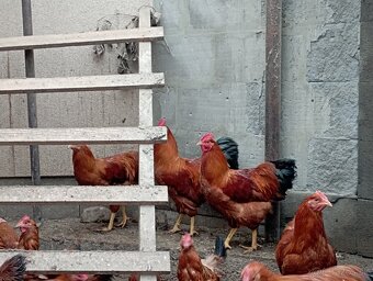 Kohút Hempšír - 3