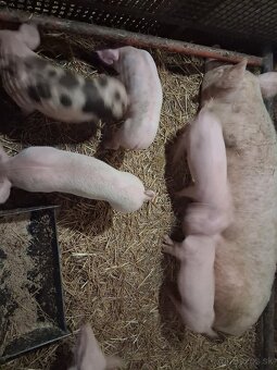 Predam odstavčata - 3