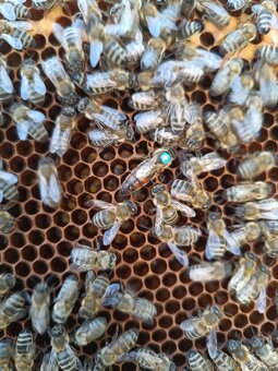 Predám včely - 3
