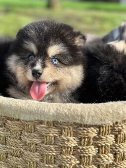 Pomsky / Pomeranian / Husky - 3