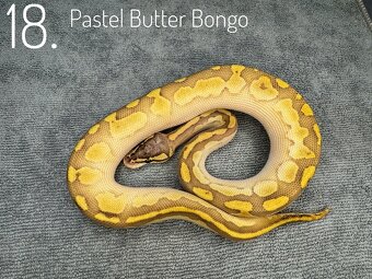 Predám nádherne mladé Python Regius 2024 - 3