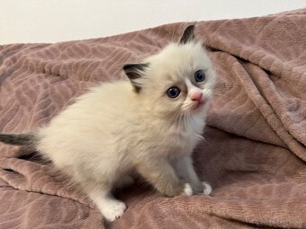 Ragdoll mačiatka - 3