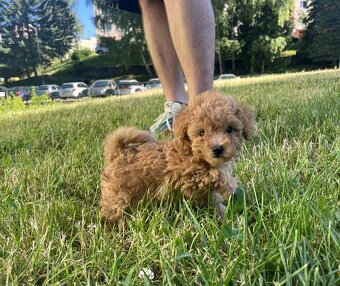 Pudel Pudlik mini toy ❣️ - 3