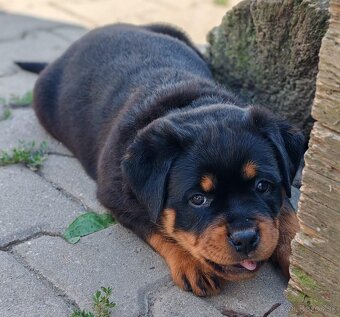 Šteniatka Rottweilera, Rottweiler, Rotvajler,Rottweiler s PP - 3