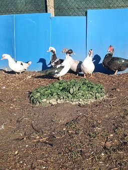 čínske kačice - 3