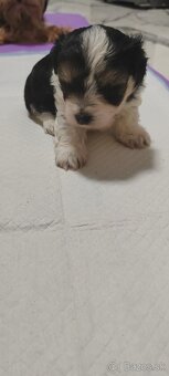 Predám Yorkshire terrier mini - 3