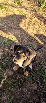 Darujem šteniatka - 3