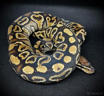 Python Regius - 3