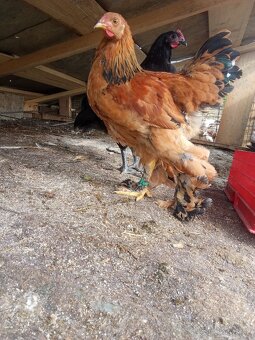 Predám kohútikov Brahman a Australorp - 3