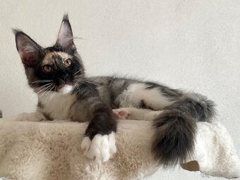 Mainská mývalia , Maine Coon , MCO s PP - 3
