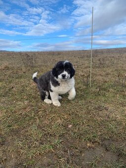 Stredoázijský ovčiak - 3