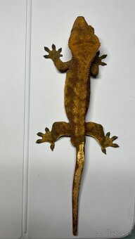 Pagekon riasnaty - 3