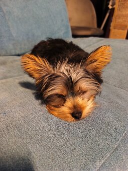 Yorkshire teriér - 3