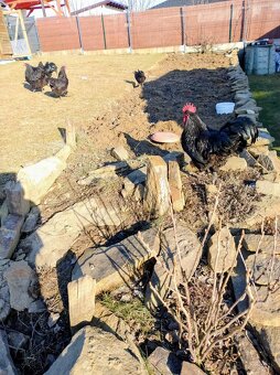 Predám kohútov australorpky - 3