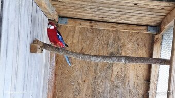 Rozela pestrá červená - 3