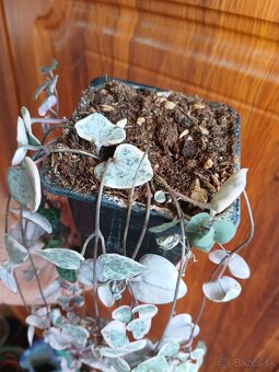 Ceropegia woodii variegata - 3