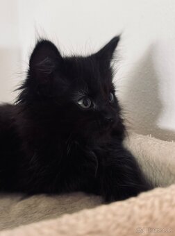 Maine Coon (Mainská myvalia) - 3