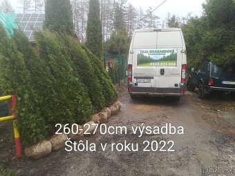 Tuja Smaragd, vavrínovec, červienka - Ružomberok - 3