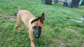 Belgický Malinois - 3