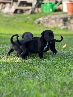 Šteniatka Cane Corso - 3