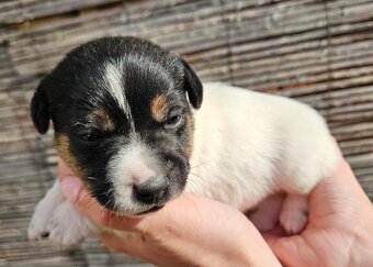 Jack Russell - 3