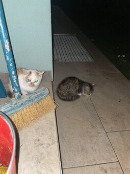 Darujem dve mačiatka - 3