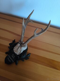 Trofeje srnca - 3