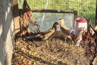 predám bažanty - 3