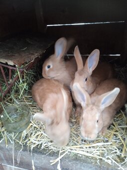 Burgunske Králiky - 3